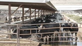 Cows on a dairy farm