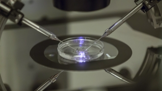 An in vitro fertilization embryologist works on a petri dish at a fertility clinic.