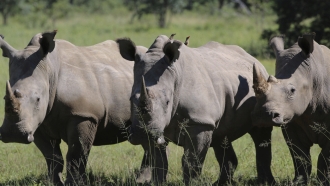Conservationists Risk Their Lives Protecting Endangered Species