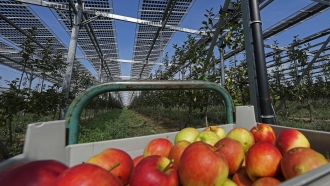 Solar panels are installed over an organic orchard.