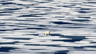 A polar bear stands on the ice in the Franklin Strait in the Canadian Arctic Archipelago