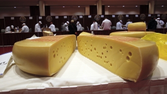 A wheel of baby Swiss cheese is displayed at the biennial World Championship Cheese Contest