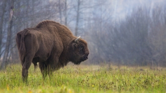 A bison grazes in a forest.