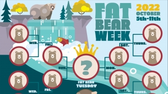 Fat Bear Week.