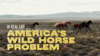America’s Wild Horse Problem.