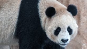 Pandas Sent By China Arrive In Qatar Ahead Of World Cup