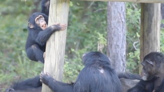 Chimps play outside.