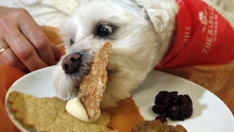 Which Thanksgiving Foods You Should Never Feed To Your Dog