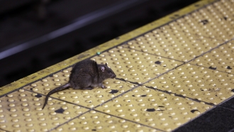 A rat crosses a Times Square subway platform in New York.