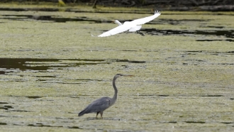 A great egret flies above a great blue heron in a wetland in Michigan.