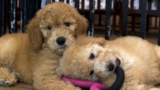 Puppies play in a cage at a pet store.