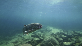 A trout swimming in a lake.