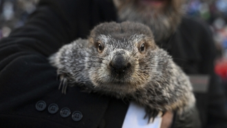 A Groundhog Club handler holds Punxsutawney Phil.