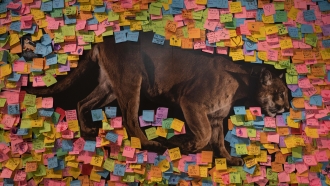 Post-It notes paying tribute to the famed mountain lion known as P-22 cover an exhibit wall at the Natural History Museum