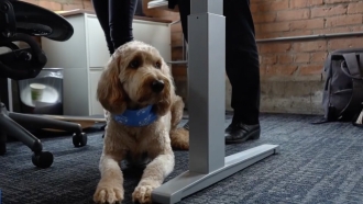 A dog sits underneath an office desk