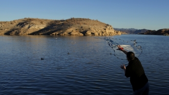 A fisherman throws a cast net along shore of Lake Mead at the Lake Mead National Recreation Area