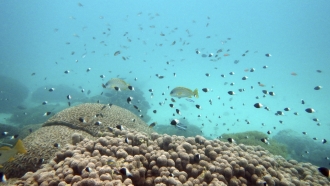 Fish swim near bleached coral.