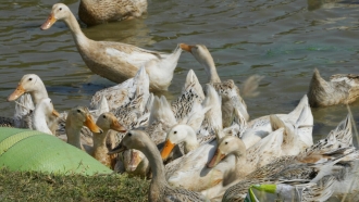 Ducks eat along the shore of Snoa village farm outside Phnom Penh, Cambodia.