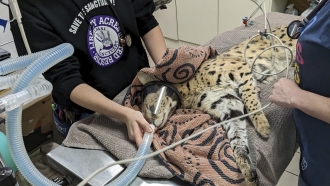 A serval is being treated
