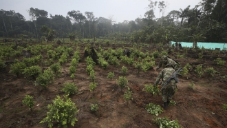 Soldiers uproot coca shrubs as part of a manual eradication operation in San Jose del Guaviare, Colombia
