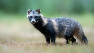 Image of a common raccoon dog.