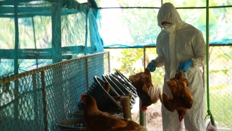 Poultry worker handling chickens