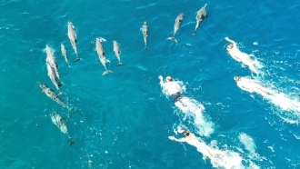 Dolphins evading swimmers in Hawaii's Hōnaunau Bay.