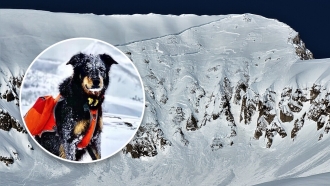 Image of dog lost in avalanche