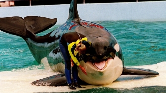 Trainer Marcia Hinton pets Lolita, a captive orca whale at the Miami Seaquarium