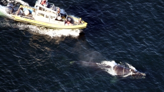 The entangled whale, which was initially detected south of Nantucket in February, has been identified as a female.