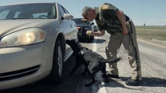 Police K-9 search dog, Reno, sniffs a car.
