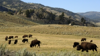 Bison graze in the Lamar Valley of Yellowstone National Park.