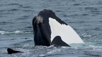 A right whale