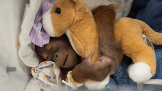 Baby Bornean orangutan