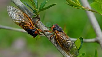 Two cicadas share a branch