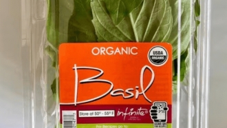 A container of basil