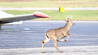 Deer running across airport runway