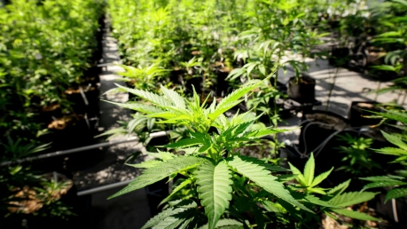 Marijuana plants growing in Minnesota