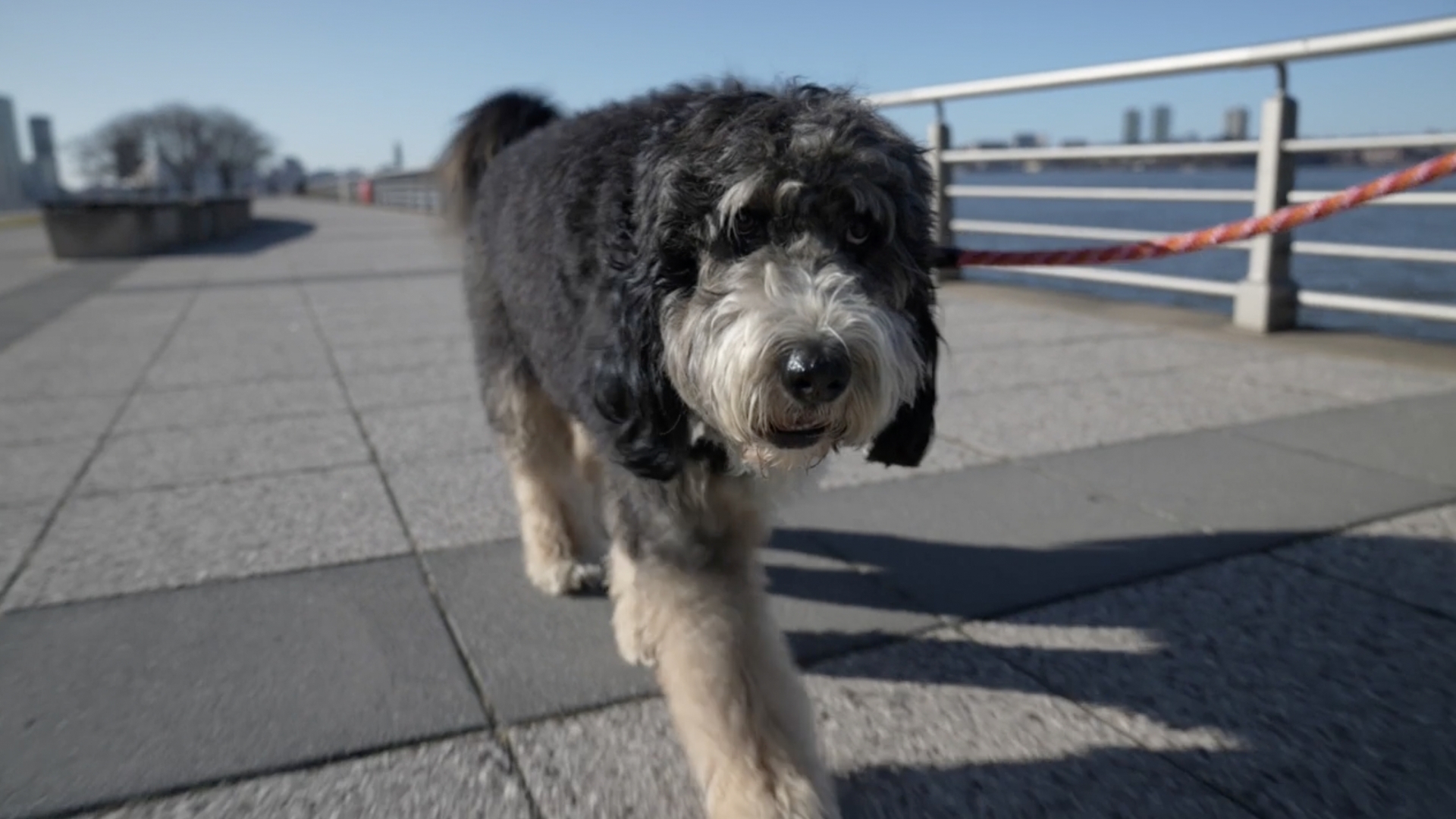 Dog Walkers Are Making Over $100,000 in New York City - The New York Times