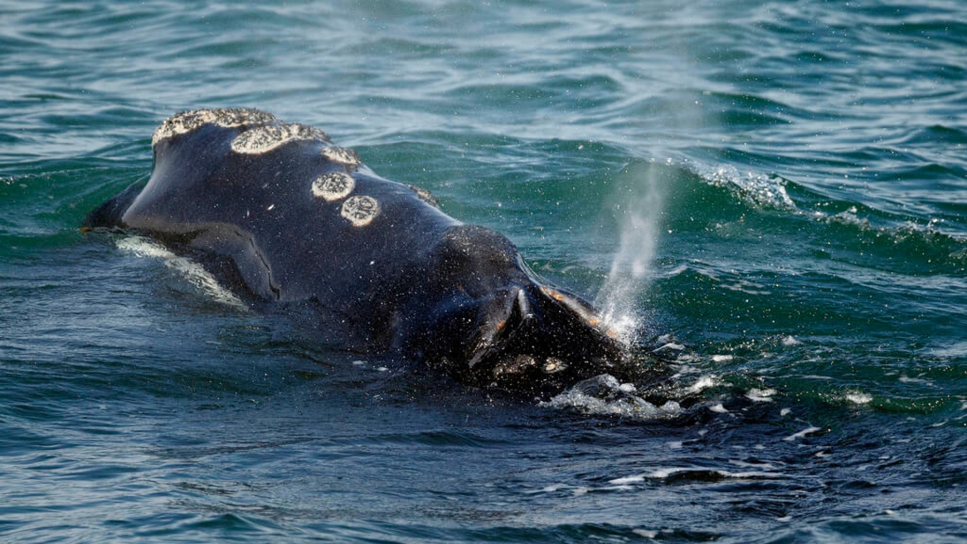 Cetacean stranding - Wikipedia