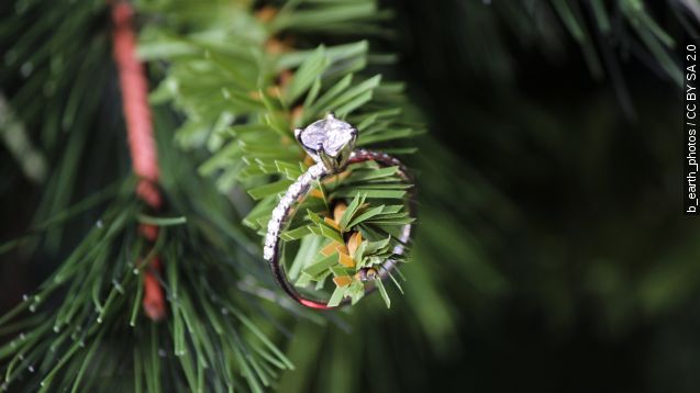 An engagement ring nestled on a tree branch.