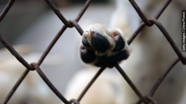 A dog paw in a cage.