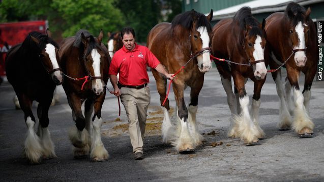Clydesdale horses at barn