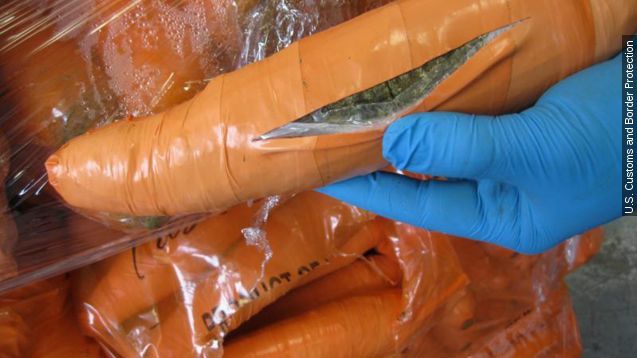 Marijuana hidden in a carrot-like package, part of a total of 2,493 pounds of marijuana seized by CBP officers at Pharr International Bridge in a carrot shipment