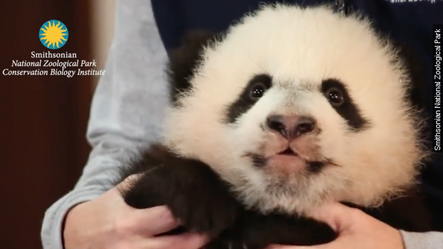 Bei Bei at his media debut.