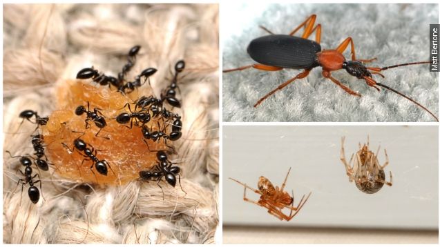 Ants, beetles and spiders found by the "Arthropods of Our Homes" project