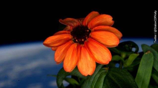 zinnia grown in outer space