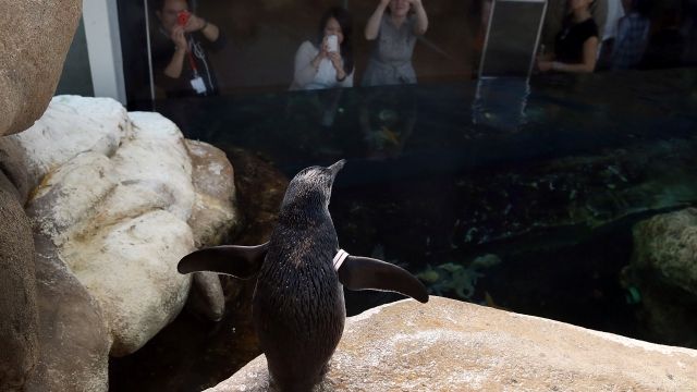 A two month-old African penguin chick spreads his wings as people take photos on April 10, 2013 at the California Academy of Sciences in San Francisco, California.