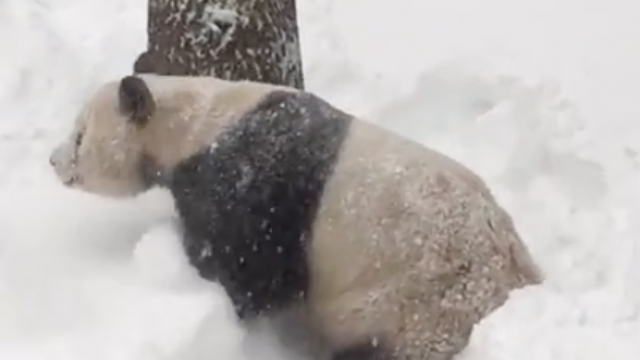 Tian Tian is pretty excited about this blizzard.