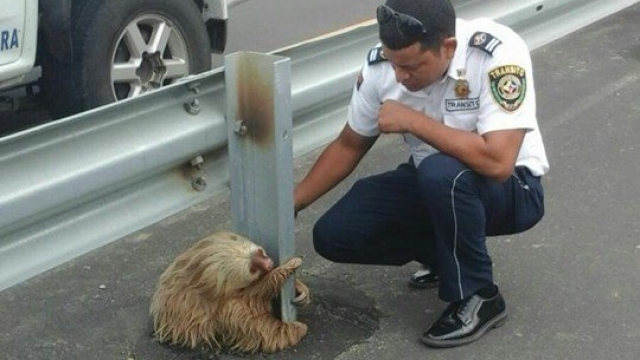 Photo of a sloth stranded on a highway in Ecuador.